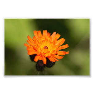 Impression Photo Orange Hawkweed