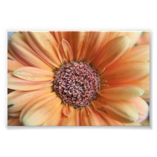 Impression Photo Orange Sherbet Daisy