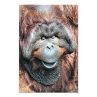 ORANGUTAN