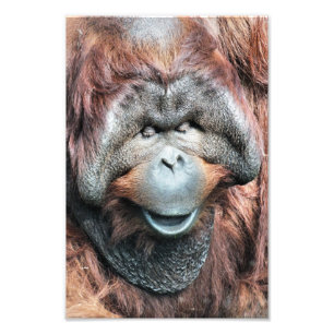 IMPRESSION PHOTO ORANGUTAN