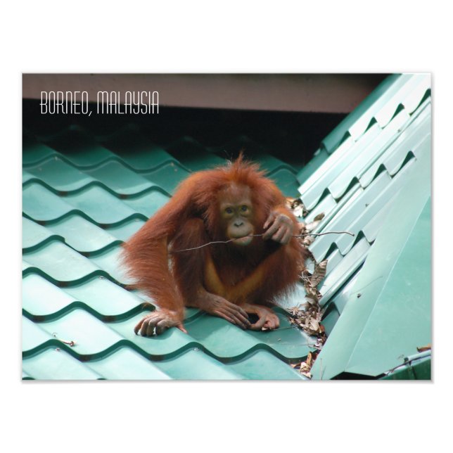 Impression Photo Orangutan dans la jungle de Sabah Borneo (Devant)