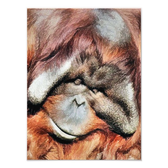 IMPRESSION PHOTO ORANGUTANS (Devant)