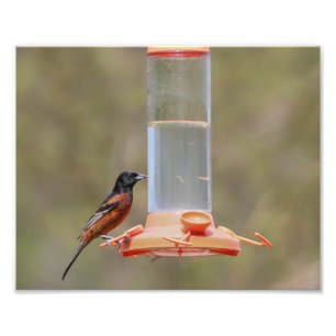 Impression Photo Orchard Oriole Homme à la source