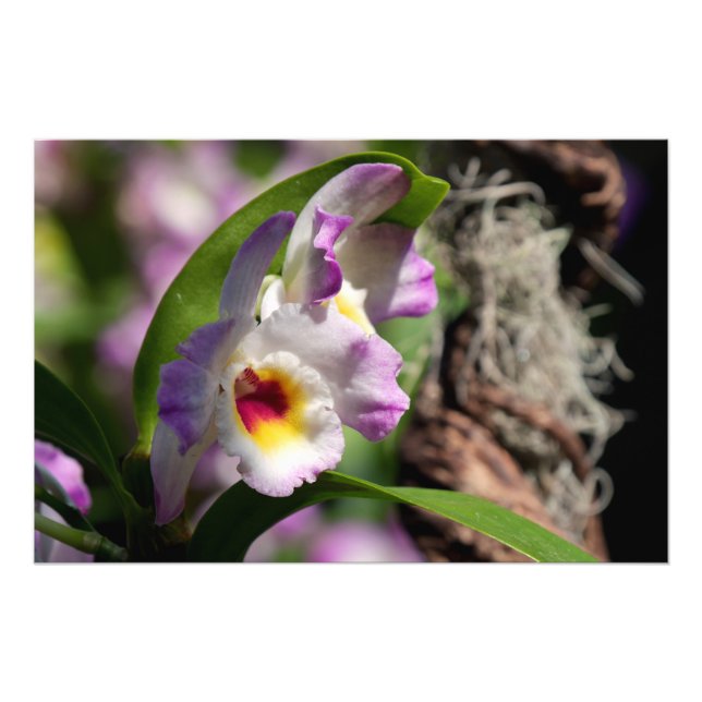 Impression Photo Orchidée (Devant)