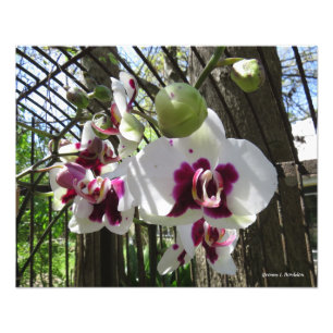 Impression Photo Orchidée à dents violette et blanche Phalaenopsis