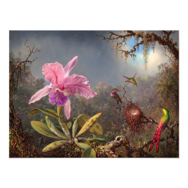 Impression Photo Orchidée de Cattleya et trois colibris par Heade (Devant)