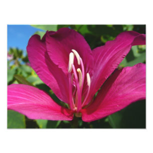 Impression Photo Orchidée Fleurie tropicale Florale