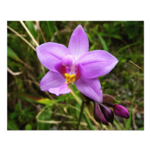 Impression Photo Orchidée sauvage violette Fleur tropicale