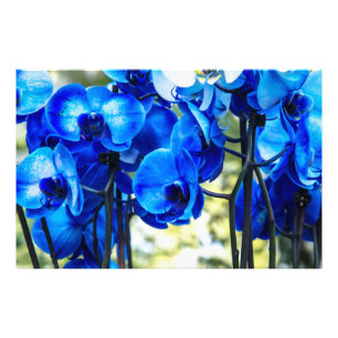 Impression Photo Orchidées bleues