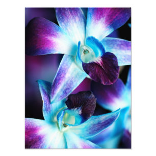 Impression Photo Orchidées Customisées à l'orchidée pourpre et bleu