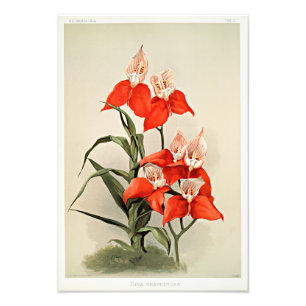 Impression Photo Orchidées Disa Grandiflora