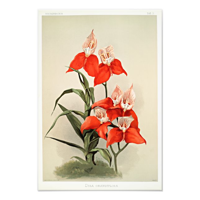 Impression Photo Orchidées Disa Grandiflora (Devant)