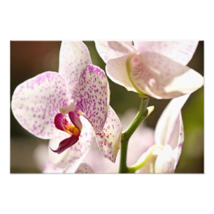 Impression Photo Orchidées par Shirley Taylor