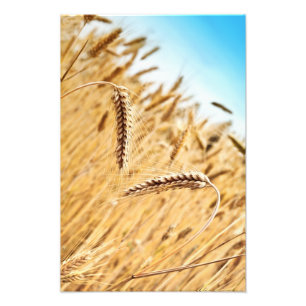 Impression Photo Oreilles De Blé D'Or Contre Le Blé
