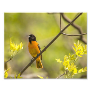 Impression Photo Oriole Baltimore dans l'arbre pendant le printemps