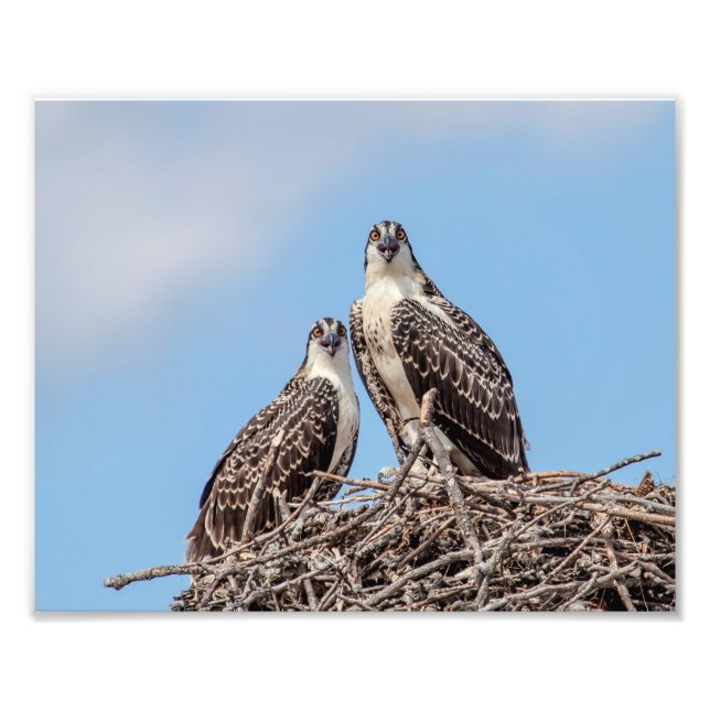 Impression Photo Osprey juvénile dans le nid (Devant)