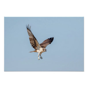 Impression Photo Osprey juvénile en vol