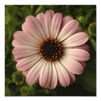 Impression Photo Ostéospermum rose