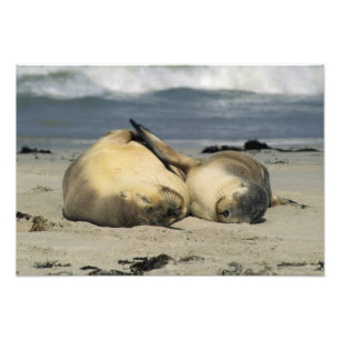 Impression Photo Otaries australiennes, Neophoca cinerea),