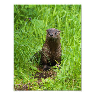 Impression Photo Otter