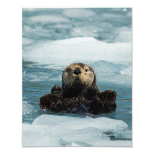 Impression Photo Otter flottante