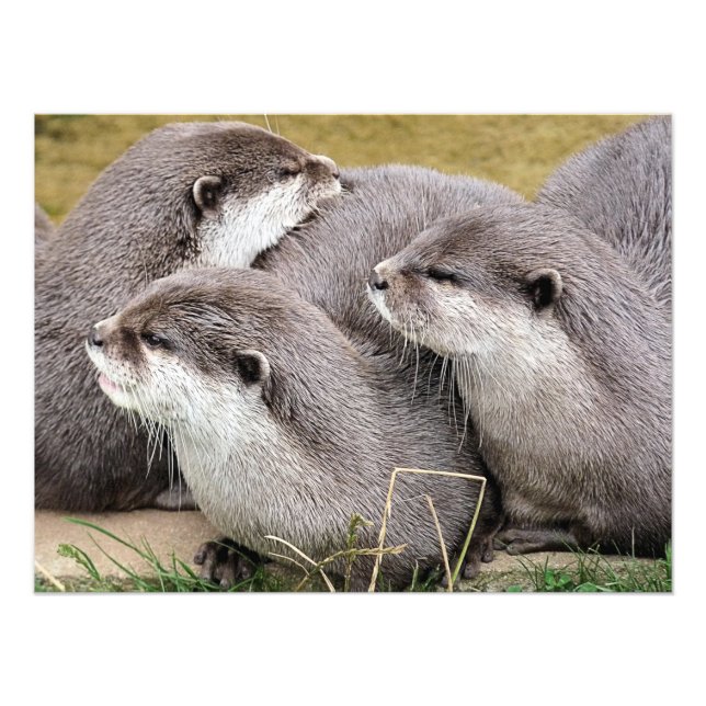 IMPRESSION PHOTO OTTERS COUPÉS (Devant)