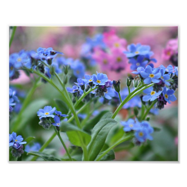 Impression Photo Oublie-moi-pas les fleurs (Devant)