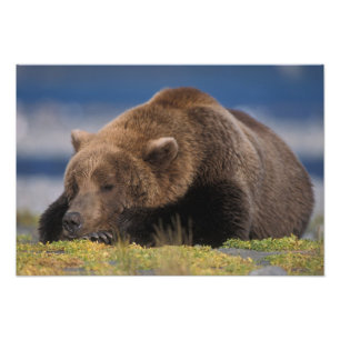 Impression Photo ours Brown, grizzli, faire la sieste, Katmai