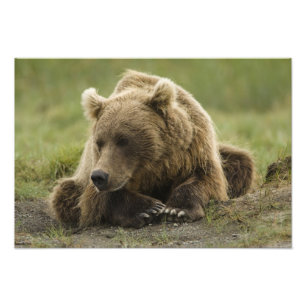 Impression Photo Ours brun, ou Ours grizzly côtier, Ursus