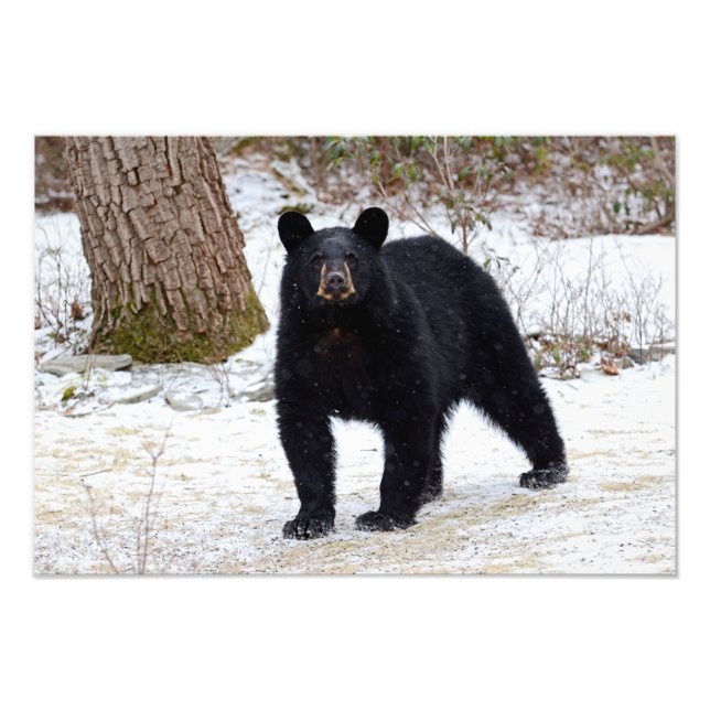 Impression Photo Ours noir de Pennsylvanie en hiver (Devant)