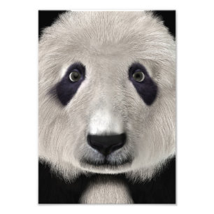 Impression Photo Ours Panda