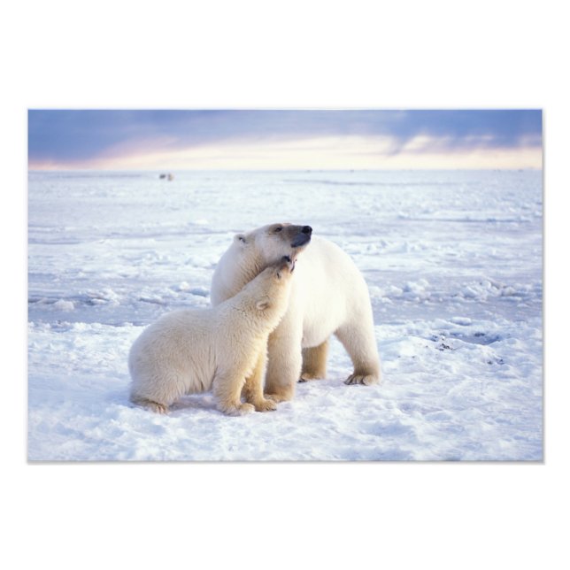 Impression Photo Ours polaire femelle avec ourson, meute (Devant)