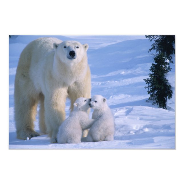 Impression Photo Ours polaire féminin debout avec 2 Cubs (Devant)
