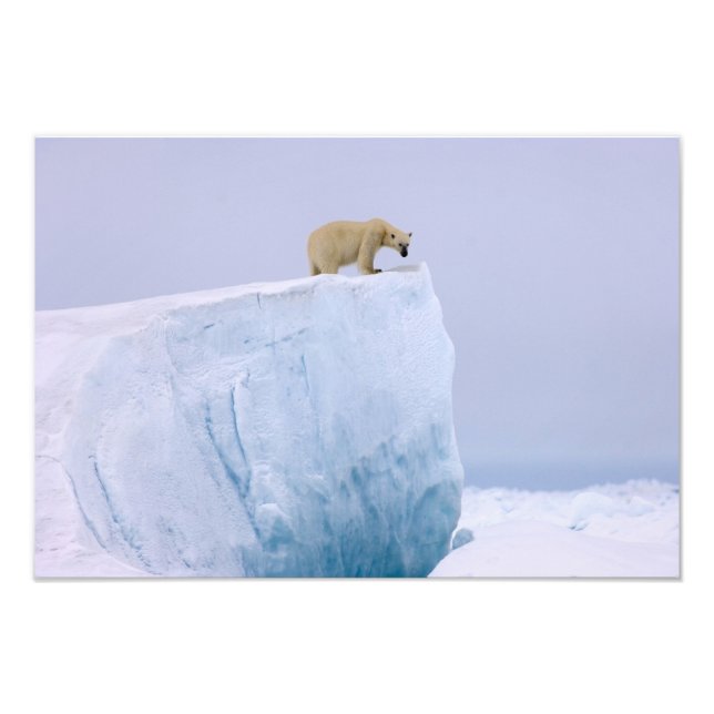 Impression Photo ours polaire, Ursus maritimus (Devant)