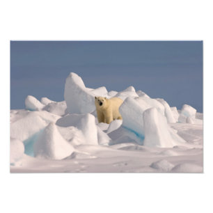 Impression Photo ours polaire, Ursus maritimus, dans la glace rugue