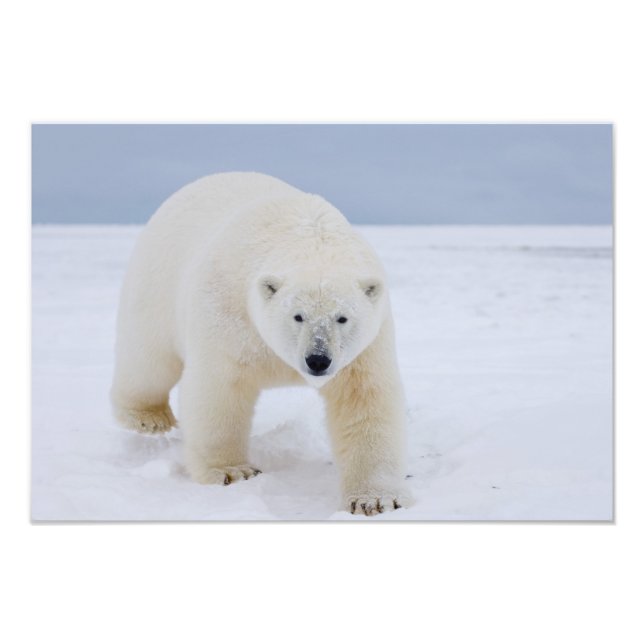 Impression Photo ours polaire, Ursus maritimus, sur glace et neige, (Devant)