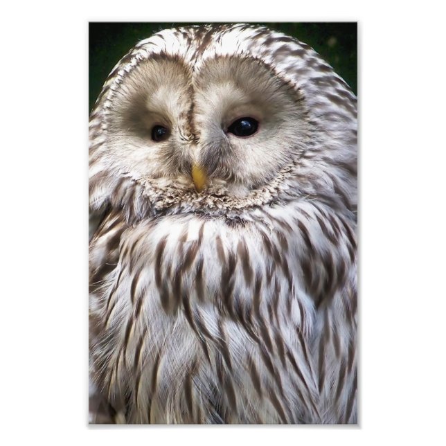 IMPRESSION PHOTO OWLS (Devant)