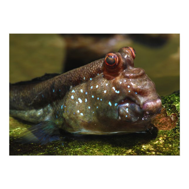 Impression Photo Oxydercinae de poisson amphibie moudskipper (Devant)