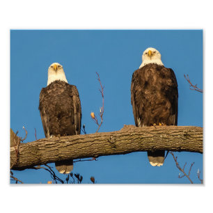 Impression Photo Pa Et Ma Eagle