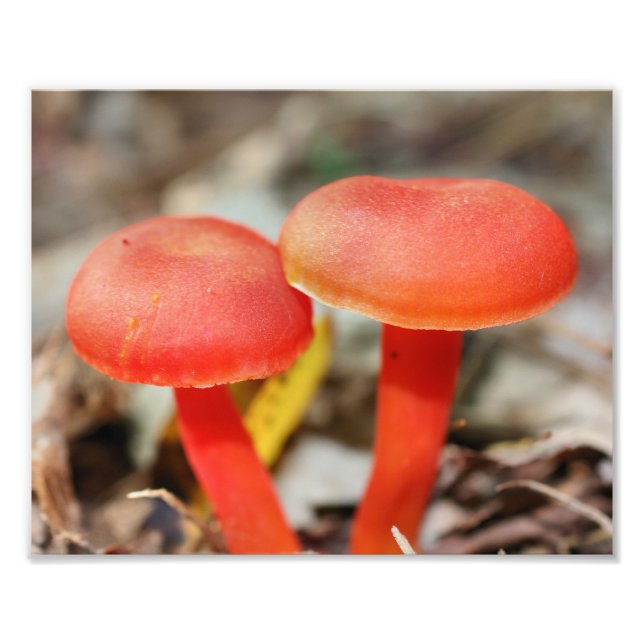 Impression Photo Paire de champignons orange vif Fermer 8x10 (Devant)