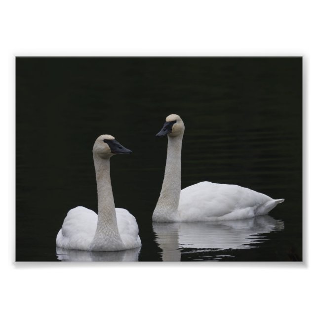 Impression Photo Paire de cygne Anacortes ACFL (Devant)