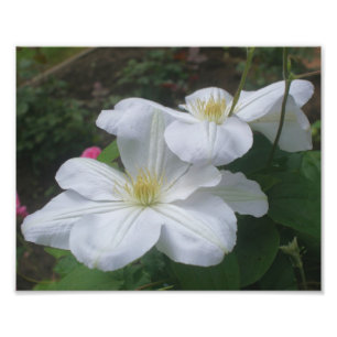 Impression Photo Paire de fleurs Clematis blanches 8x10