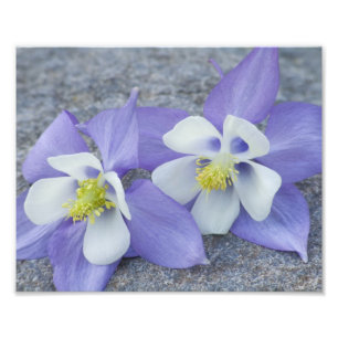 Impression Photo Paire de fleurs Columbine
