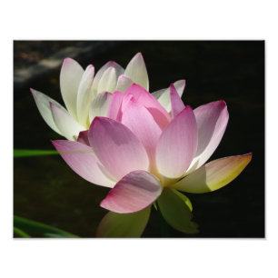 Impression Photo Paire de fleurs de Lotus II