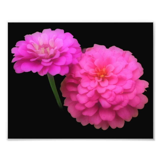 Impression Photo Paire de fleurs rose Zinnia Fermer 8x10 (Devant)