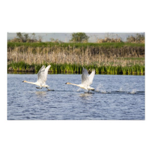 Impression Photo Paire de reproduction de cygnes de toundra décolle