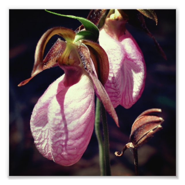Impression Photo Paire d'orchidée rose sauvage Paire d'orchidée Gro (Devant)