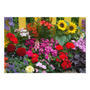 Impression Photo Palissade jaune avec jardin fleuri dans