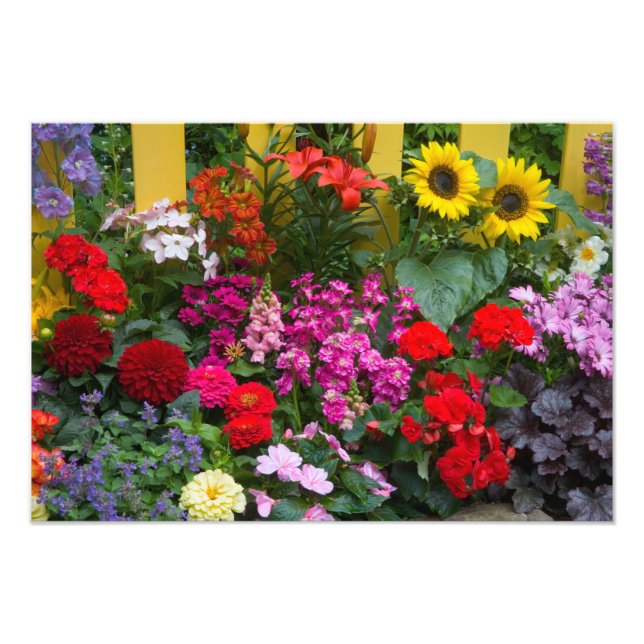 Impression Photo Palissade jaune avec jardin fleuri dans (Devant)