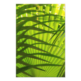 Impression Photo Palm Frond Layers, Motif Paysage Abstrait